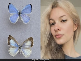 New Butterfly Species 'Iryna's Azure' Named After Murdered Ukrainian Refugee New Butterfly Species 'Iryna's Azure' Named After Murdered Ukrainian Refugee