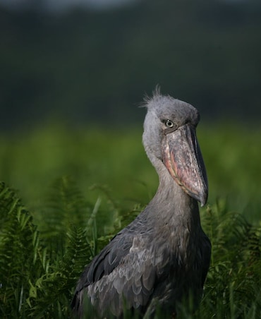 The Scariest Looking Bird In The World