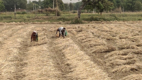 Rajasthan: हाड़ौती के किसानों पर दोहरी मार! पहले बारिश, फिर कम उत्पादन ने तोड़ी कमर; लाखों के घाटे में दबे