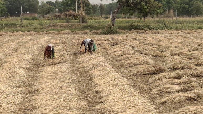 Rajasthan: हाड़ौती के किसानों पर दोहरी मार! पहले बारिश, फिर कम उत्पादन ने तोड़ी कमर; लाखों के घाटे में दबे Rajasthan: हाड़ौती के किसानों पर दोहरी मार! पहले बारिश, फिर कम उत्पादन ने तोड़ी कमर; लाखों के घाटे में दबे