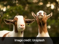 From Yoga Mats To Goat Snacks: Employee's Wellness Hack Delights Boss