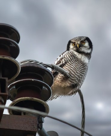 This Majestic, Silent Killer Can Fly At 80KMPH