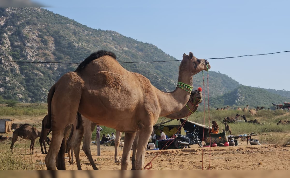 Latest and Breaking News on NDTV