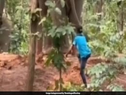 Man Harasses Wild Elephant By Pulling Tail In West Bengal, Video Sparks Outrage Man Harasses Wild Elephant By Pulling Tail In West Bengal, Video Sparks Outrage