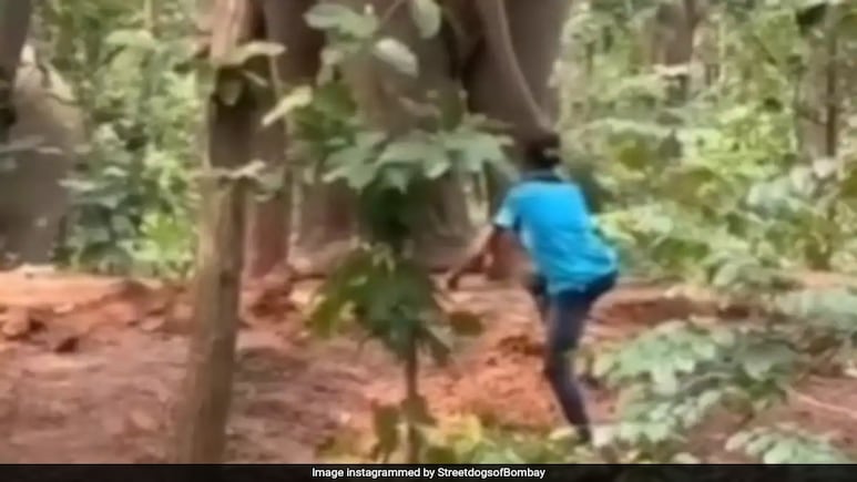 Man Harasses Wild Elephant By Pulling Tail In West Bengal, Video Sparks Outrage Man Harasses Wild Elephant By Pulling Tail In West Bengal, Video Sparks Outrage