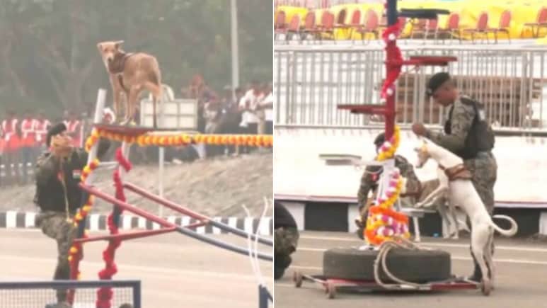 भाई साब! दुश्मनों के छक्के छुड़ाने वाले कुत्तों के ये करतब देख दांत तले दबा लेंगे अंगुली भाई साब! दुश्मनों के छक्के छुड़ाने वाले कुत्तों के ये करतब देख दांत तले दबा लेंगे अंगुली