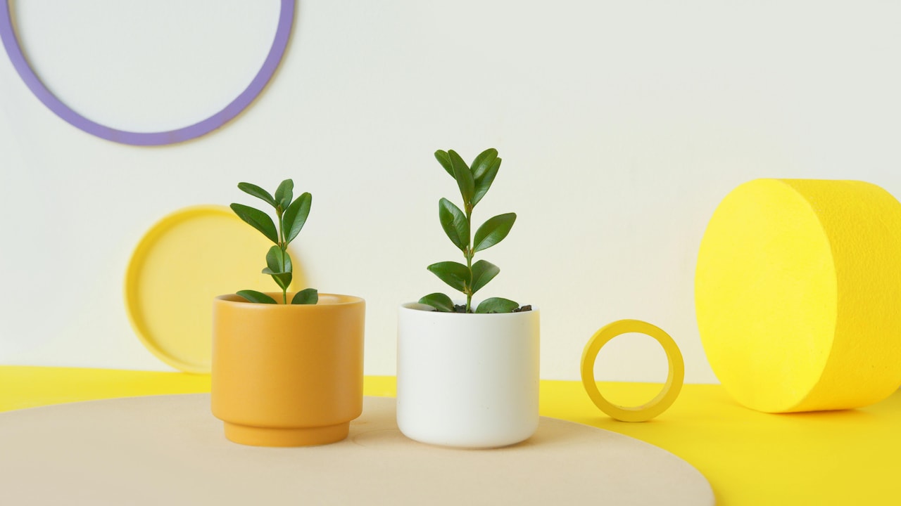 Style Your Space: Decorative Pots On Amazon Great Indian Festival