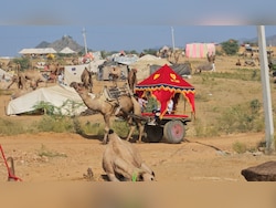 Buffaloes, Horses Fetch Crores At Pushkar Fair, Camels Rs 10,000. Here&#039;s Why