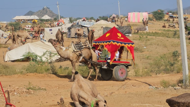 Buffaloes, Horses Fetch Crores At Pushkar Fair, Camels Rs 10,000. Here's Why