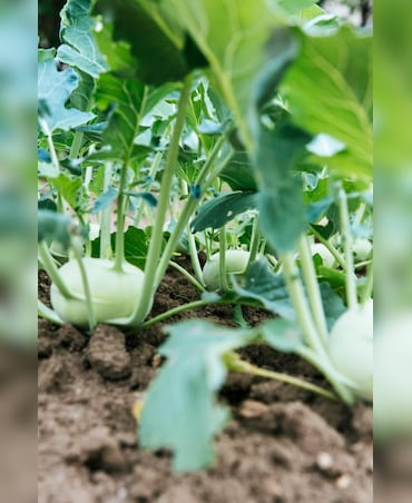 Surprising Health Benefits Of Kohlrabi