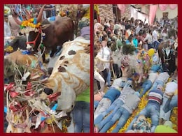 गाय गोहरी पर्व; यहां जमीन पर लेटे इंसानों के ऊपर दोड़ती हैं गाय, श्रद्धा या अंधविश्वास... कैसी है ये परंपरा गाय गोहरी पर्व; यहां जमीन पर लेटे इंसानों के ऊपर दोड़ती हैं गाय, श्रद्धा या अंधविश्वास... कैसी है ये परंपरा