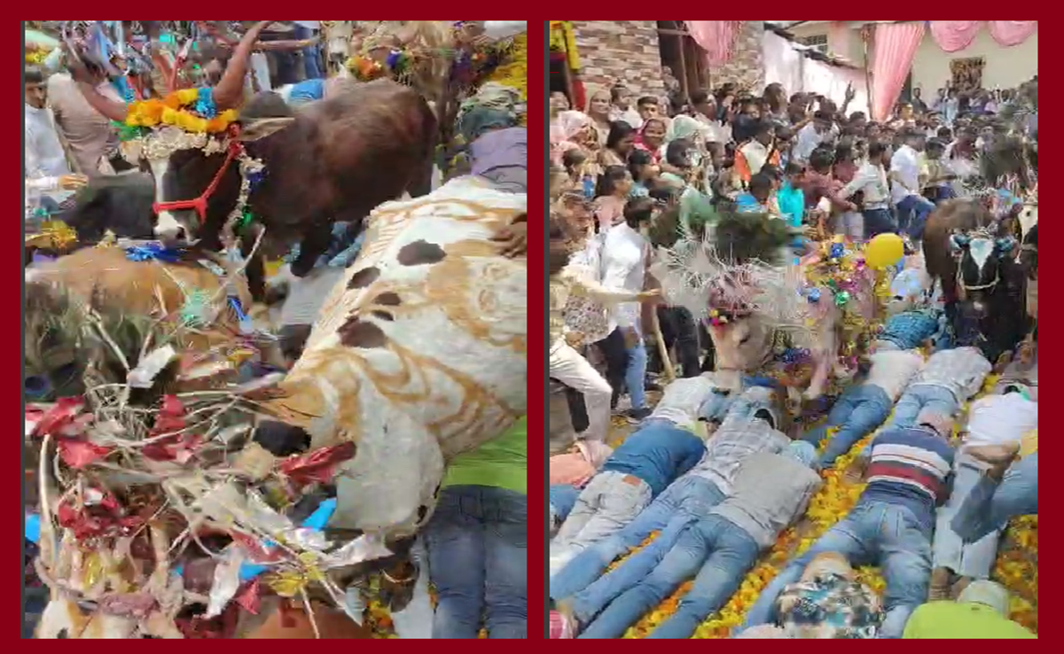 गाय गोहरी पर्व; यहां जमीन पर लेटे इंसानों के ऊपर दोड़ती हैं गाय, श्रद्धा या अंधविश्वास... कैसी है ये परंपरा