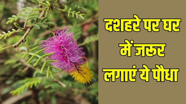 Dussehra Tips and Tricks: दशहरे पर इस खास पौधे को लगाना माना जाता है बेहद शुभ, 40-50 रुपये में घर हो जाएगा एकदम पॉज‍िट‍िव