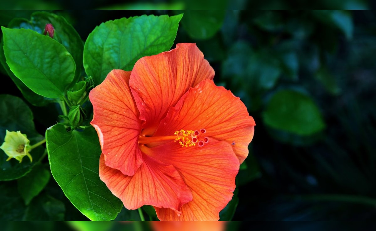 Latest and Breaking News on NDTV