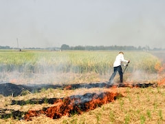 At 147, Punjab Sees Season's Biggest Single-Day Jump In Farm Fires