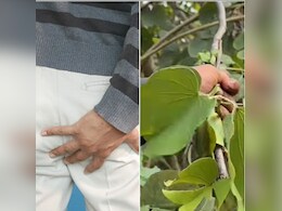 20 साल पुरानी बवासीर बिना ऑपरेशन के हो जाएगी ठीक, इस पेड़ की छाल दिखाएगी कमाल, जानें इस्तेमाल करने का तरीका 20 साल पुरानी बवासीर बिना ऑपरेशन के हो जाएगी ठीक, इस पेड़ की छाल दिखाएगी कमाल, जानें इस्तेमाल करने का तरीका
