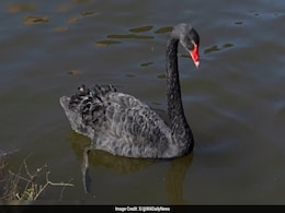 Black Swan Named 'Mr Terminator' Removed From UK Town For Terrorising Birds Black Swan Named 'Mr Terminator' Removed From UK Town For Terrorising Birds