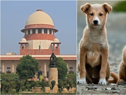 वे अदालती आदेश पर सो रहे, उन्हें आना ही होगा... आवारा कुत्तों के मामले में सुप्रीम कोर्ट सख्त वे अदालती आदेश पर सो रहे, उन्हें आना ही होगा... आवारा कुत्तों के मामले में सुप्रीम कोर्ट सख्त