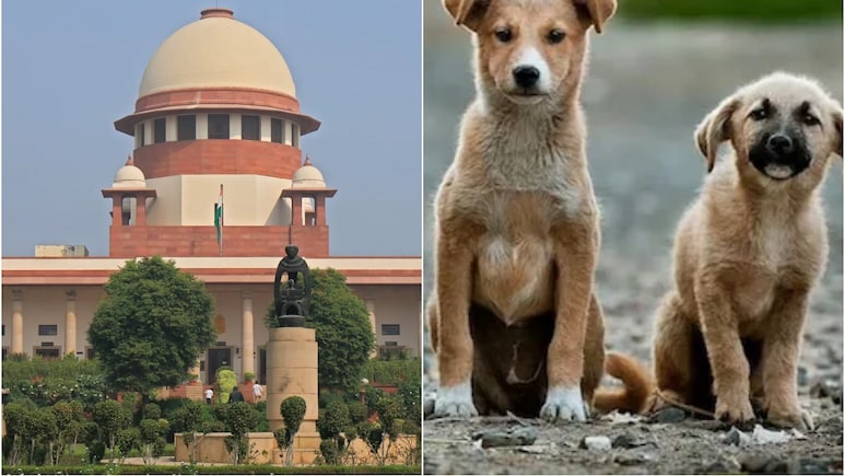 वे अदालती आदेश पर सो रहे, उन्हें आना ही होगा... आवारा कुत्तों के मामले में सुप्रीम कोर्ट सख्त वे अदालती आदेश पर सो रहे, उन्हें आना ही होगा... आवारा कुत्तों के मामले में सुप्रीम कोर्ट सख्त