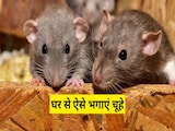 खुद घर पर ही ऐसे बनाएं चूहे भगाने की दवा, भाग जाएगा एक-एक चूहा खुद घर पर ही ऐसे बनाएं चूहे भगाने की दवा, भाग जाएगा एक-एक चूहा