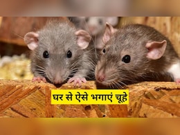 खुद घर पर ही ऐसे बनाएं चूहे भगाने की दवा, भाग जाएगा एक-एक चूहा खुद घर पर ही ऐसे बनाएं चूहे भगाने की दवा, भाग जाएगा एक-एक चूहा