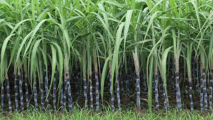 Sugarcane Sweetener: UP Government Hikes Price to Rs 30 Per Quintal For 2025-26 Season