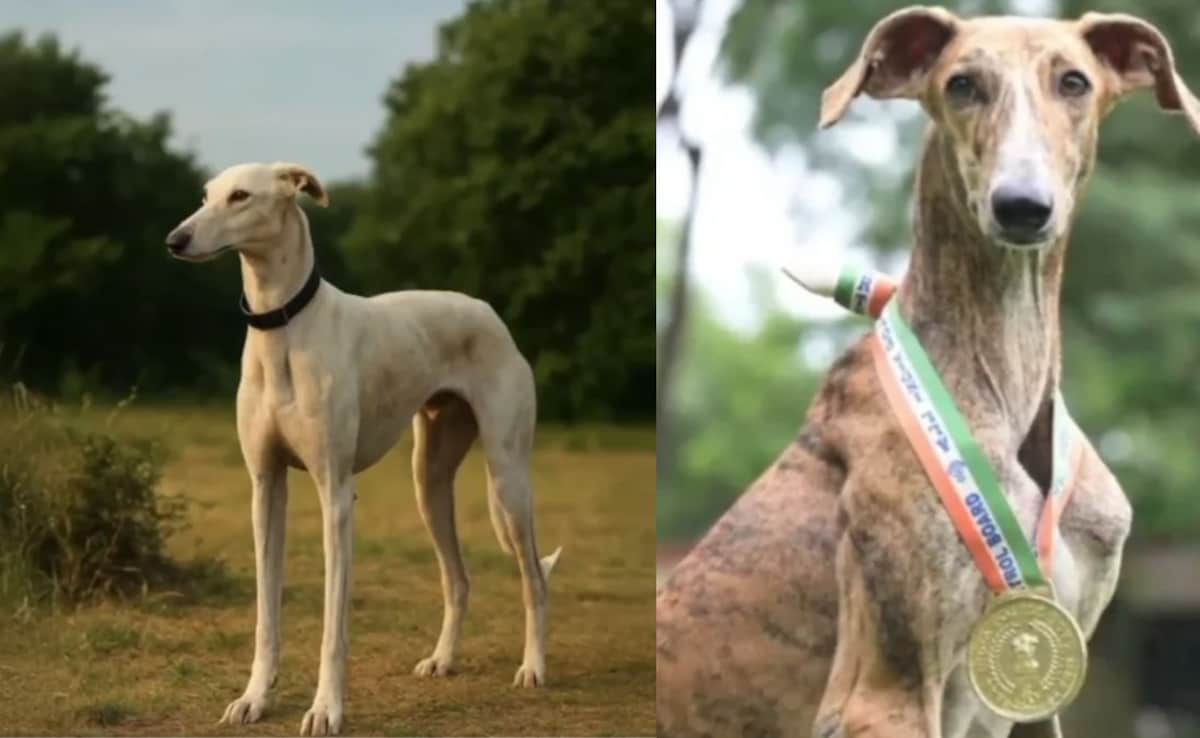 NDTV - Other - News Image