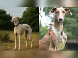 All About Rampur, Mudhol Hounds, Native Dog Breeds Inducted By Border Security Force
