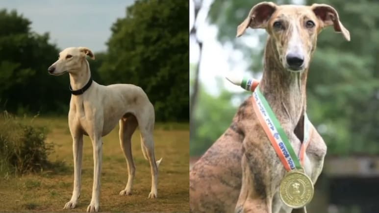 All About Rampur, Mudhol Hounds, Native Dog Breeds Inducted By Border Security Force All About Rampur, Mudhol Hounds, Native Dog Breeds Inducted By Border Security Force
