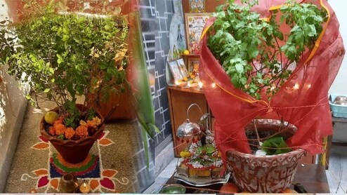 Tulsi Vivah 2025: 1 या 2... कब है तुलसी विवाह, कैसे करें तुलसी माता का श्रृंगार? जानिए सही डेट, शुभ मुहुर्त-पूजा विधि और महत्व