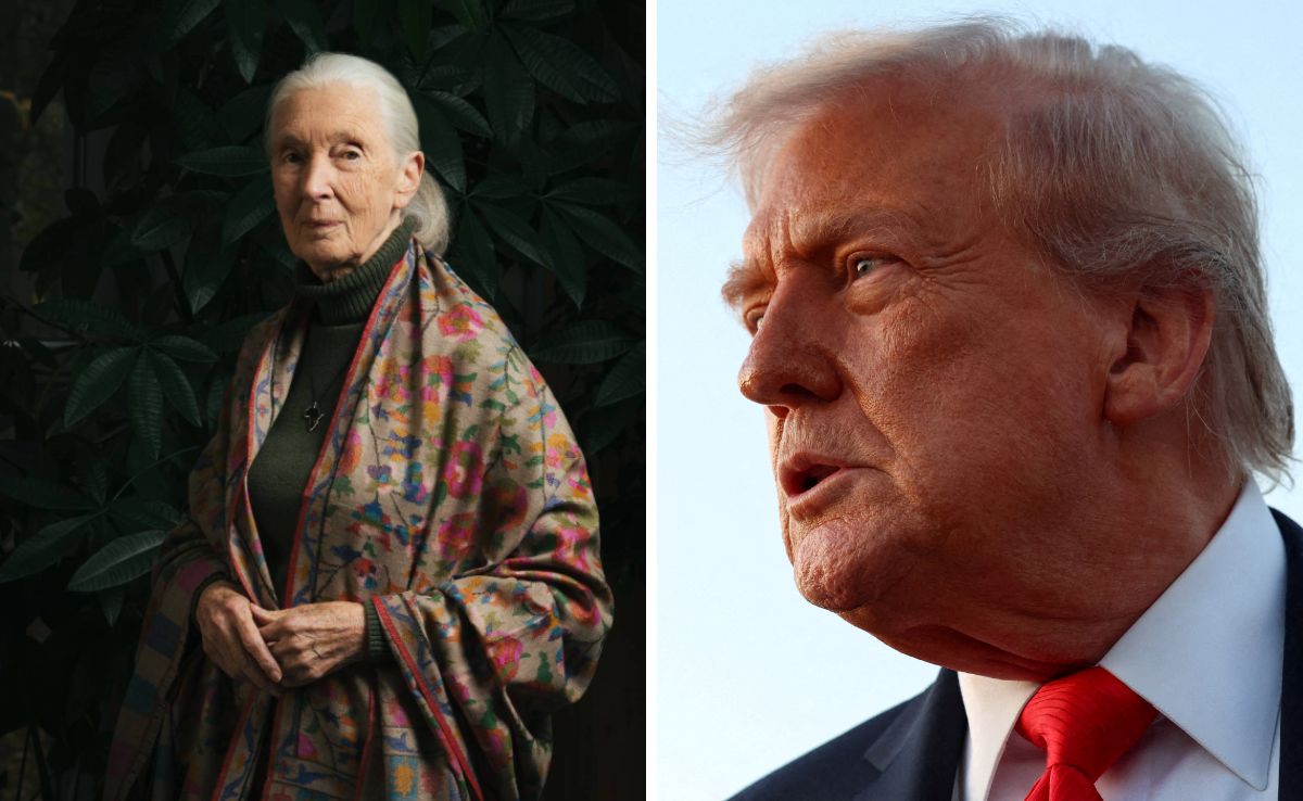 When Primatologist Jane Goodall Compared Trump To Male Chimpanzees