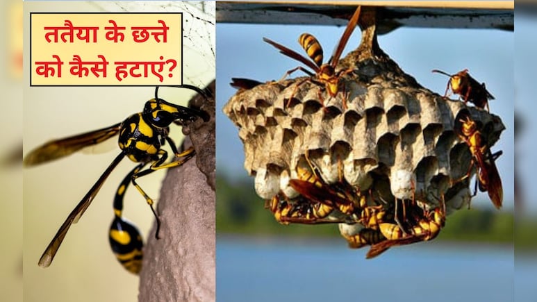 घर में पीली ततैया बना रही है छत्ता, इस 2 रुपए वाली चीज से तुरंत भाग जाएंगे सारे