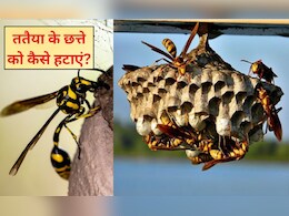 घर में पीली ततैया बना रही है छत्ता, इस 2 रुपए वाली चीज से तुरंत भाग जाएंगे सारे घर में पीली ततैया बना रही है छत्ता, इस 2 रुपए वाली चीज से तुरंत भाग जाएंगे सारे