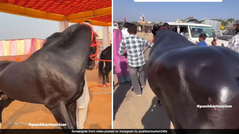 From Rs 15-Crore Horse To A Rs 23-Crore Buffalo: Showstoppers At Pushkar Fair From Rs 15-Crore Horse To A Rs 23-Crore Buffalo: Showstoppers At Pushkar Fair