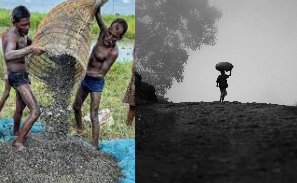 'सफेद सोना' मखाना और बाल मजदूरों की काली दुनिया...सुपरफूड की दुनिया में अंधेरे का पूरा सच