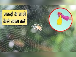 मकड़ी के जाले कैसे खत्म करें? जाला हटाकर छिड़क दें ये चमत्कारिक घोल, फिर दोबारा घर में नहीं आएगी स्पाइडर मकड़ी के जाले कैसे खत्म करें? जाला हटाकर छिड़क दें ये चमत्कारिक घोल, फिर दोबारा घर में नहीं आएगी स्पाइडर