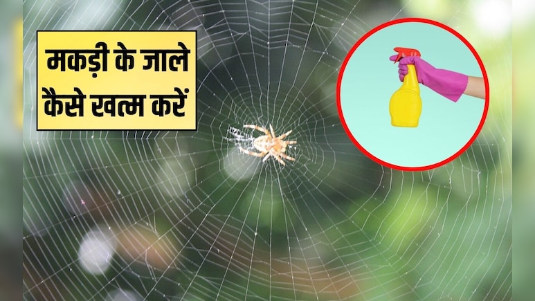 मकड़ी के जाले कैसे खत्म करें? जाला हटाकर छिड़क दें ये चमत्कारिक घोल, फिर दोबारा घर में नहीं आएगी स्पाइडर मकड़ी के जाले कैसे खत्म करें? जाला हटाकर छिड़क दें ये चमत्कारिक घोल, फिर दोबारा घर में नहीं आएगी स्पाइडर