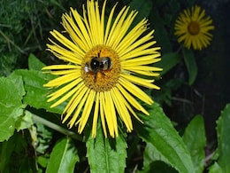 दर्द और सूजन को जड़ से मिटाने में कारगर है ये फूल, जानिए कैसे करना है सेवन दर्द और सूजन को जड़ से मिटाने में कारगर है ये फूल, जानिए कैसे करना है सेवन