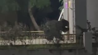 थाने के मंद‍िर में घुसा भालू, न‍ार‍ियल खाया और घी पीया; पुल‍िस बनाते रहे वीडियो