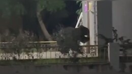 थाने के मंद&zwj;िर में घुसा भालू, न&zwj;ार&zwj;ियल खाया और घी पीया; पुल&zwj;िस बनाते रहे वीडियो