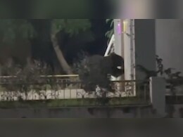 थाने के मंद‍िर में घुसा भालू, न‍ार‍ियल खाया और घी पीया; पुल‍िस बनाते रहे वीडियो