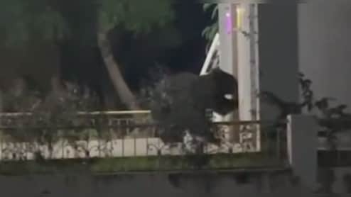 थाने के मंद‍िर में घुसा भालू, न‍ार‍ियल खाया और घी पीया; पुल‍िस बनाते रहे वीडियो