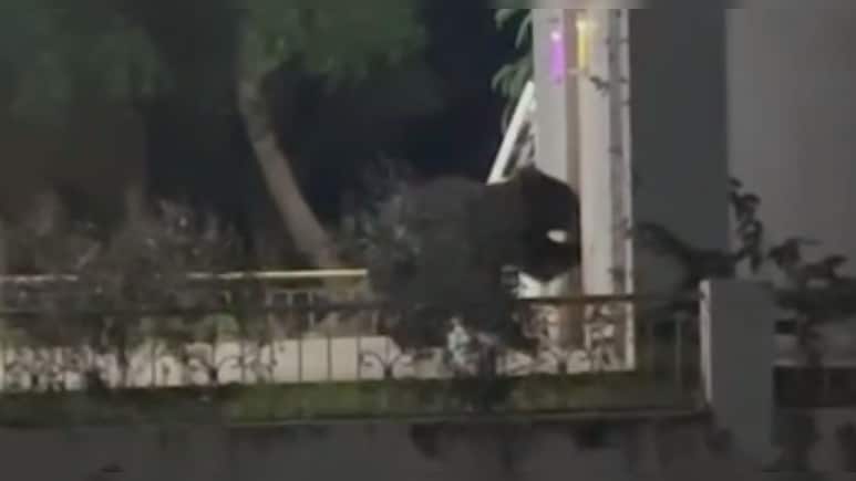 थाने के मंद‍िर में घुसा भालू, न‍ार‍ियल खाया और घी पीया; पुल‍िस बनाते रहे वीडियो