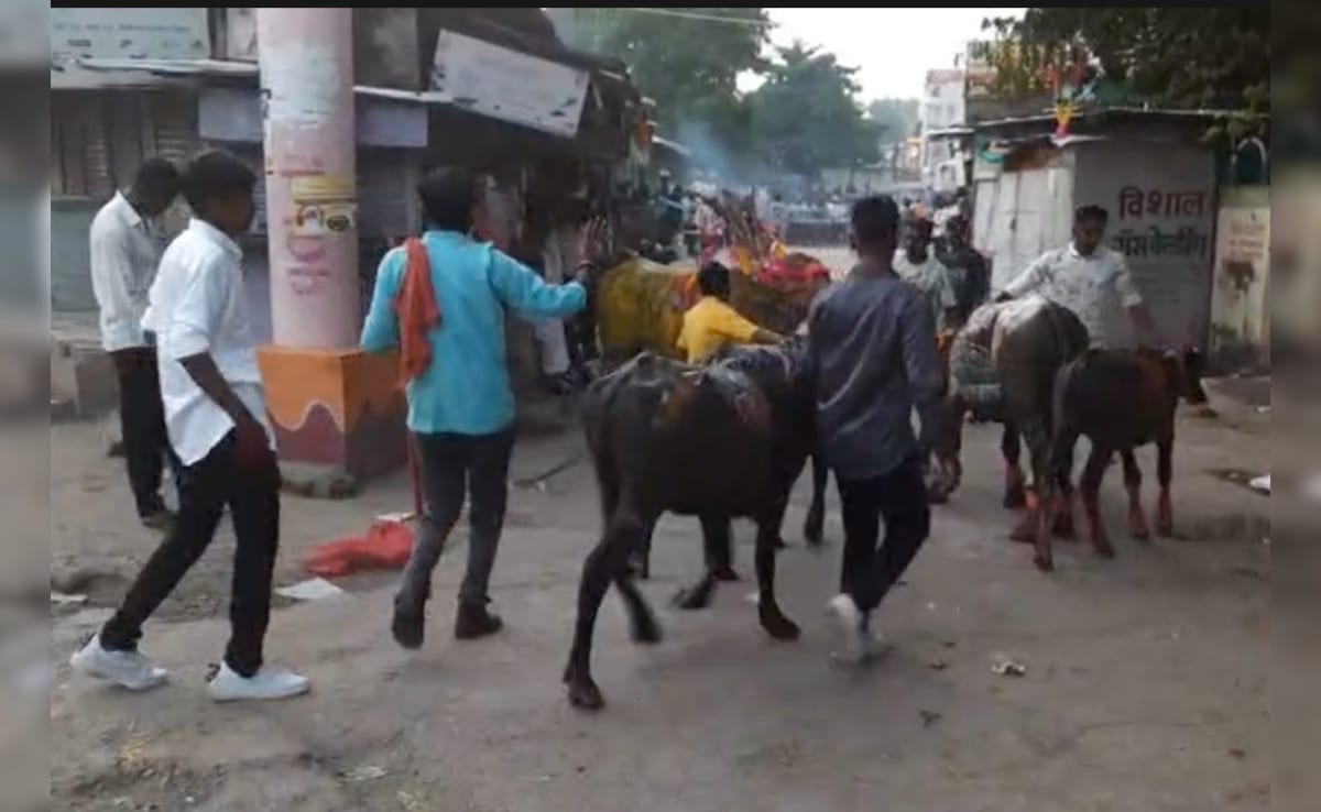 अमरावती: दिवाली के बाद पारंपरिक गाय-भैंस खेल में हंगामा, पुलिस और भीड़ में झड़प