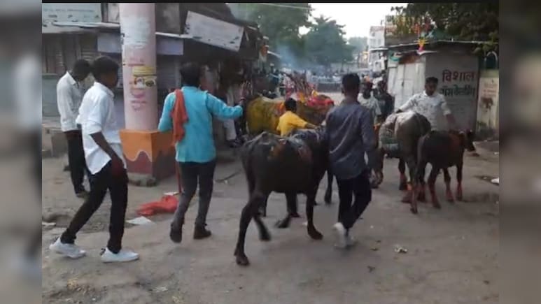 अमरावती: दिवाली के बाद पारंपरिक गाय-भैंस खेल में हंगामा, पुलिस और भीड़ में झड़प अमरावती: दिवाली के बाद पारंपरिक गाय-भैंस खेल में हंगामा, पुलिस और भीड़ में झड़प