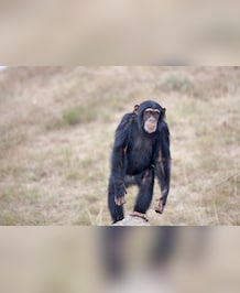 Do Animals, Other Than Apes, Have Thumbs