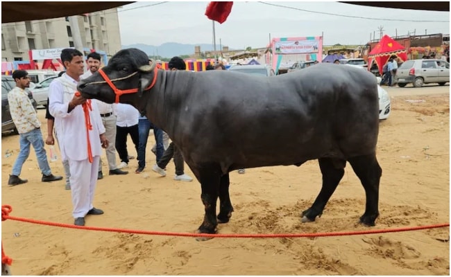 मुर्रा भैंसा बलवीर.