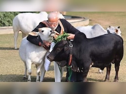ये है सबसे छोटी नस्ल की गाय, पीएम मोदी की तरह घर पर पाल सकते हैं आप- लाखों में है कीमत ये है सबसे छोटी नस्ल की गाय, पीएम मोदी की तरह घर पर पाल सकते हैं आप- लाखों में है कीमत