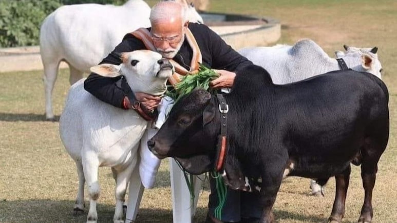 ये है सबसे छोटी नस्ल की गाय, पीएम मोदी की तरह घर पर पाल सकते हैं आप- लाखों में है कीमत ये है सबसे छोटी नस्ल की गाय, पीएम मोदी की तरह घर पर पाल सकते हैं आप- लाखों में है कीमत