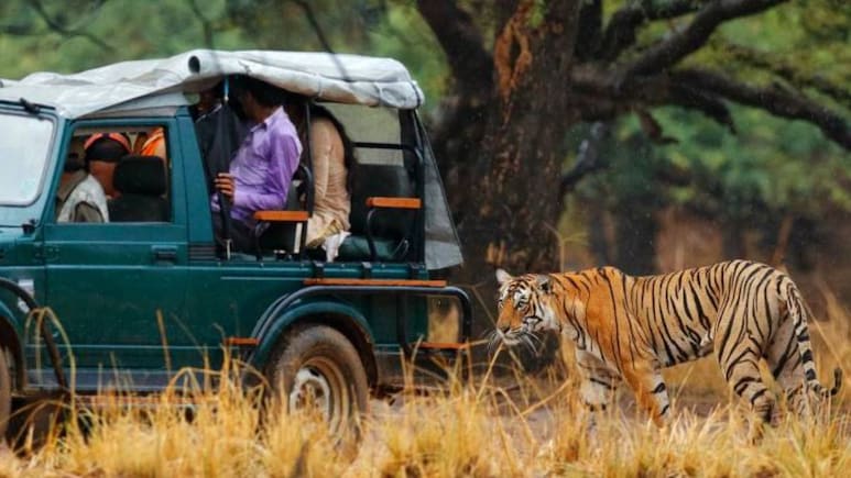 Rajasthan: रणथंभौर में अब बस 'एक क्लिक' दूर टाइगर सफारी,  टिकट बुकिंग हुई फुल डिजिटल, मोबाइल पर मिलेगी हर डिटेल